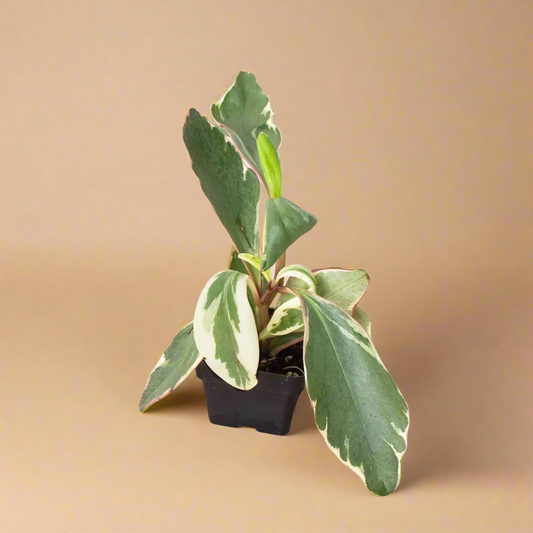 Peperomia 'Ginny'