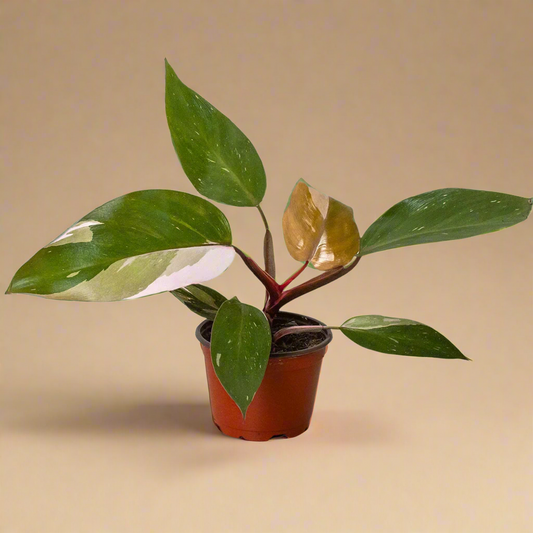 Philodendron 'Pink Princess'