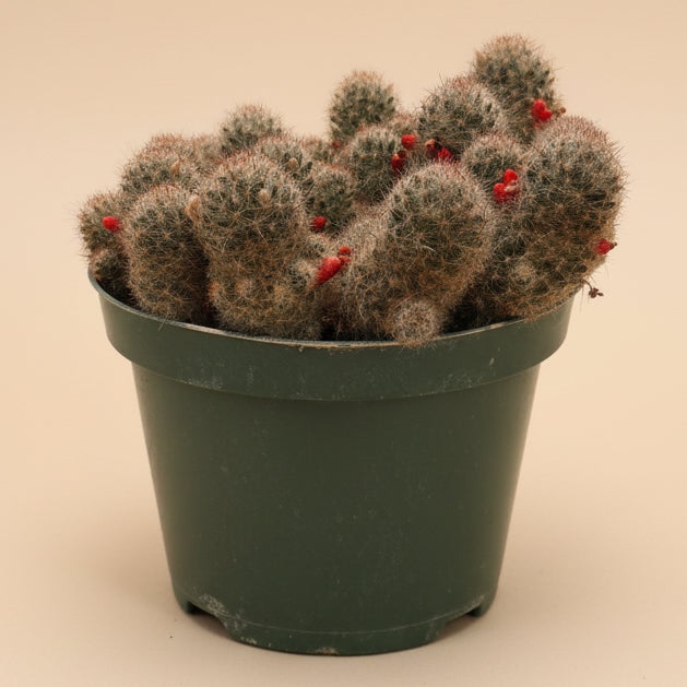 Texas Nipple Cactus - Mammillaria Prolifera