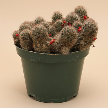 Texas Nipple Cactus - Mammillaria Prolifera