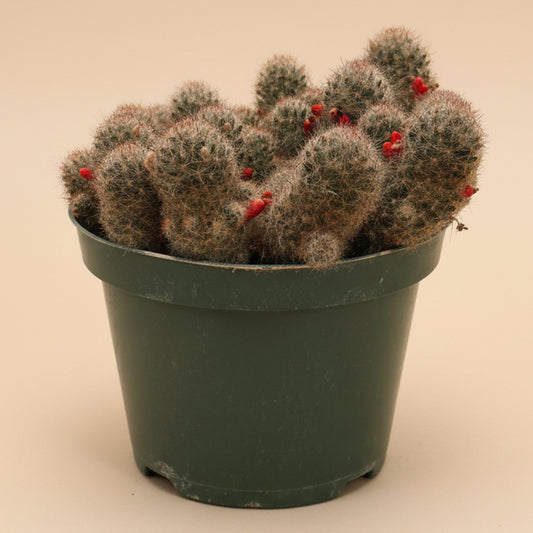 Texas Nipple Cactus - Mammillaria Prolifera