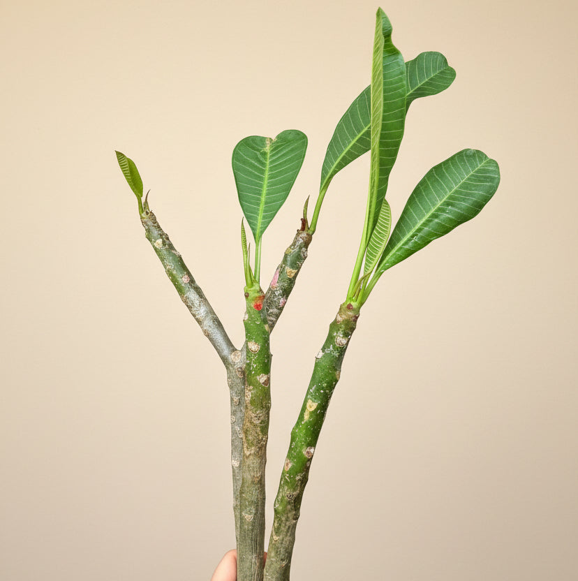 Set of Three Mexican Plumeria Cuttings
