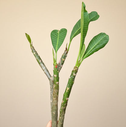 Set of Three Mexican Plumeria Cuttings
