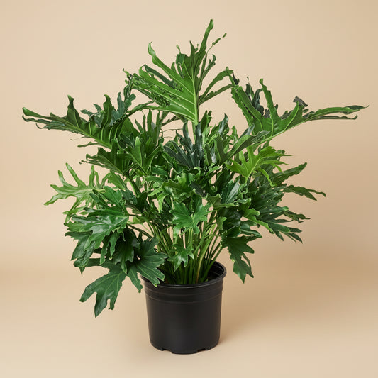 Philodendron ‘Lickety Split'