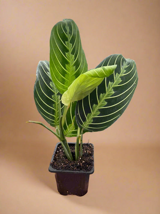 Maranta 'Lemon Lime'