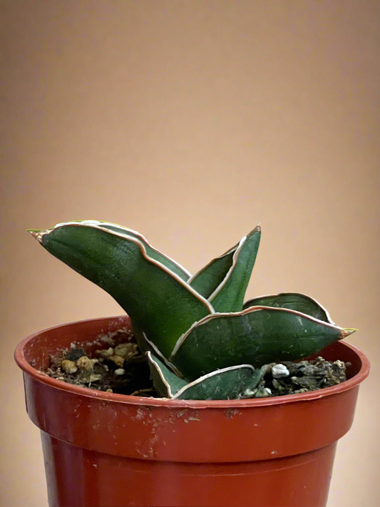 3.5” Sansevieria ‘Bonji’