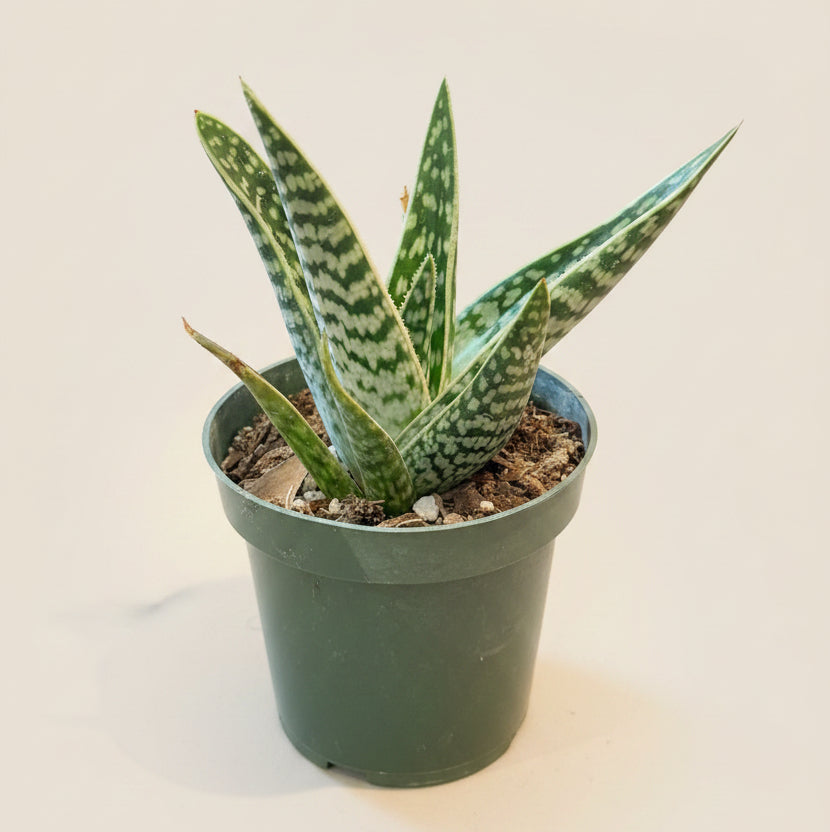 Gonialoe variegata “Tiger Aloe” in a 4.5-Inch Grower’s Pot