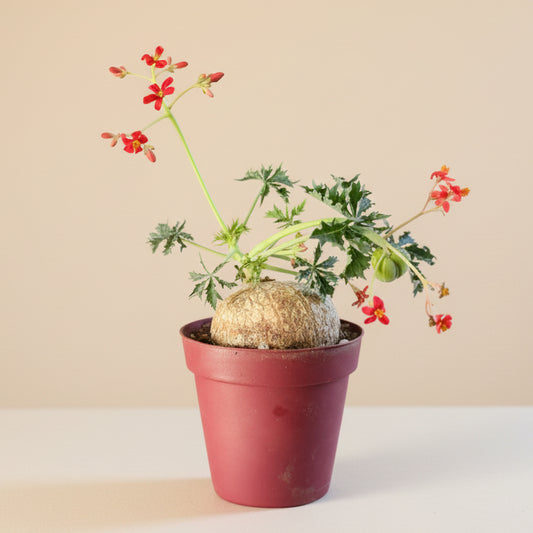 Jatropha Berlandieri - Buddha Belly