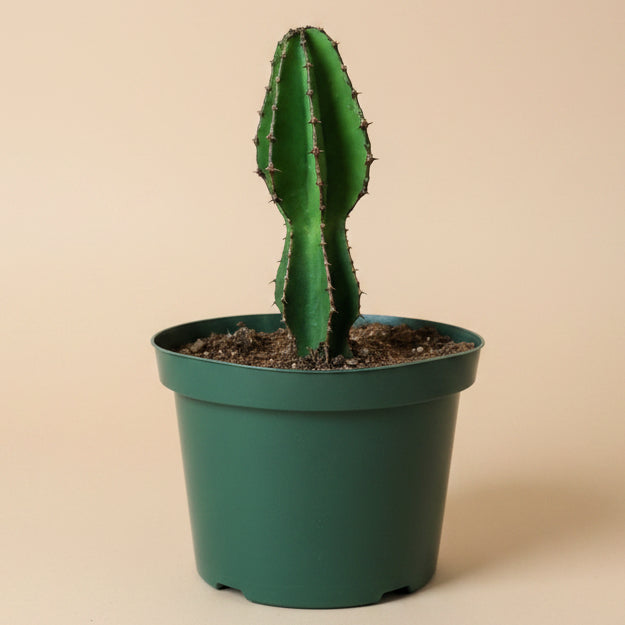 Euphorbia Cooperi