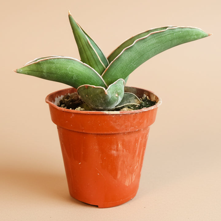 Sansevieria Ehrenbergii - Dwarf Samurai 3.5” pot