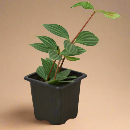 Peperomia 'Parallel'