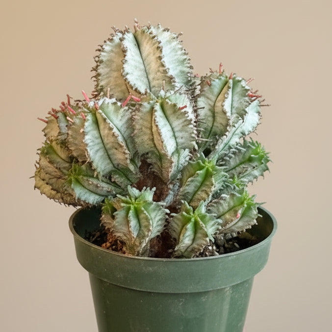 Euphorbia Horrida - White Form 4.5” pot