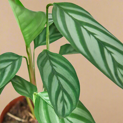 Calathea 'Grey Star'
