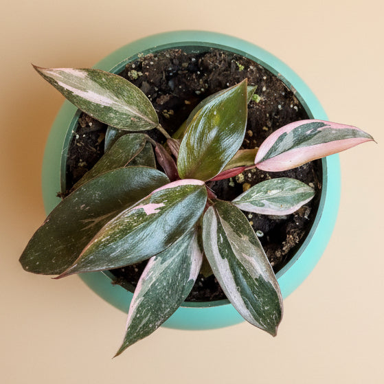 Pink Princess Marble 4.5” pot