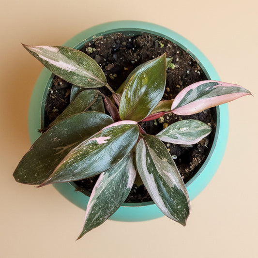 Pink Princess Marble 4.5” pot