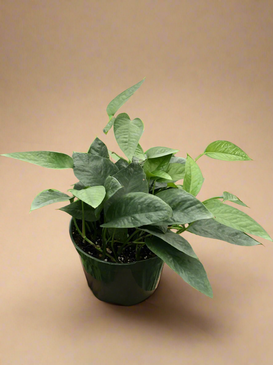 Pothos 'Cebu Blue'