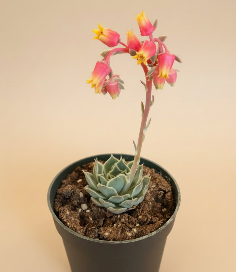 Echeveria Simulans 'Laguna Sanchez' 4.5” Pot