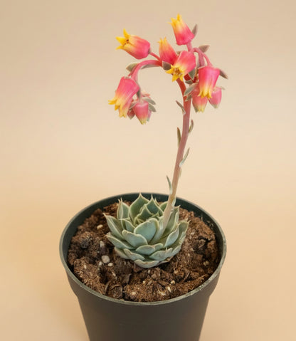 Echeveria Simulans 'Laguna Sanchez' 4.5” Pot