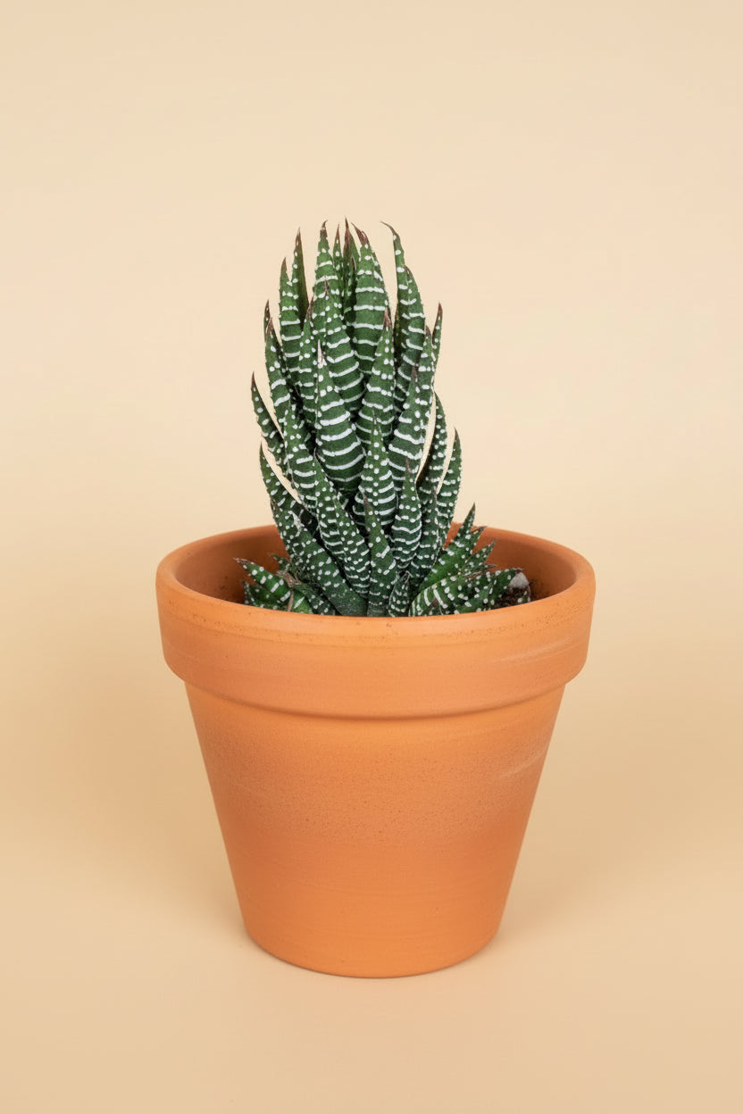 Haworthia Super Fasciata - Zebra Haworthia