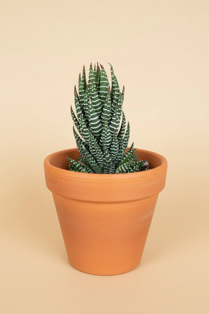 Haworthia Super Fasciata - Zebra Haworthia