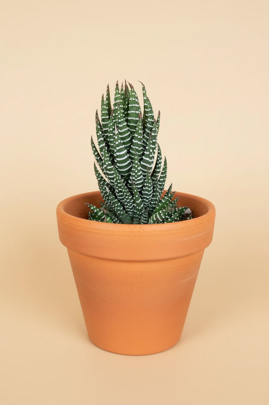 Haworthia Super Fasciata - Haworthiopsis reinwardtii