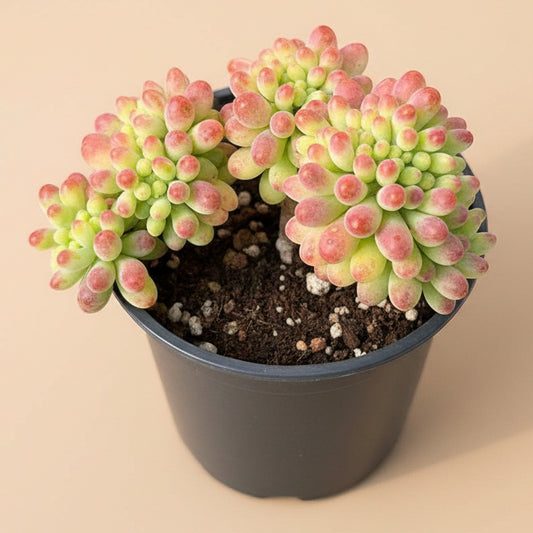 Sedum Pachyphyllum f. Cristatum