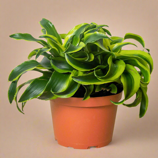 Dracaena 'Tornado'