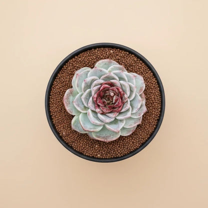 Echeveria Agavoides ‘Red Velvet’
