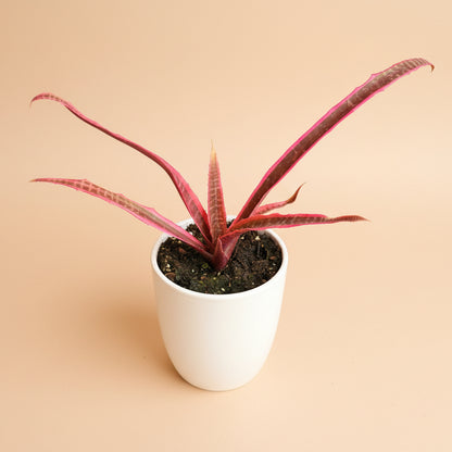 Cryptanthus Fosterianus 'Elaine -4.5” pot