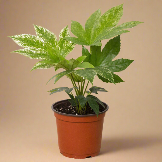 Fatsia 'Spider's Web'