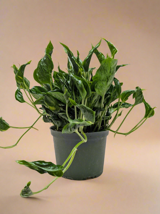 Pothos 'Shangri La'