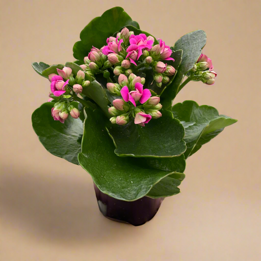 Kalanchoe