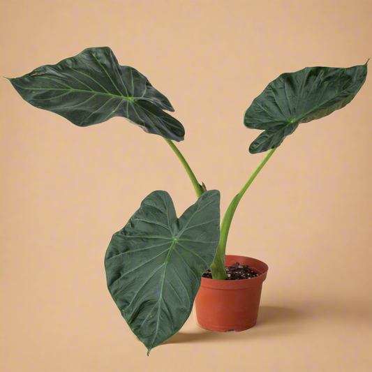 Alocasia 'Regal Shields'