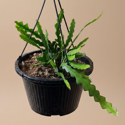 Ric Rac - Fishbone Cactus 10” HB