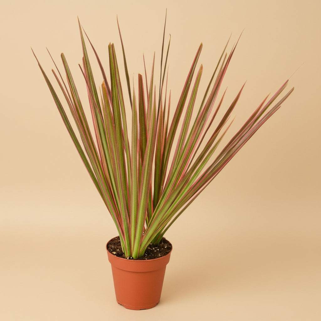 Dracaena 'Colorama'