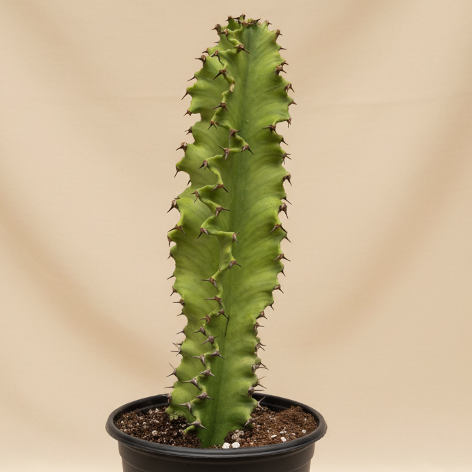 Euphorbia Ammak Lactea Variegated 4in Grower Pot