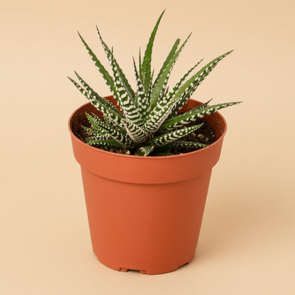 Zebra Haworthia