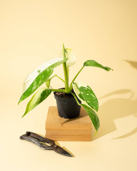 4" Philodendron 'Jose Buono Fiesta'