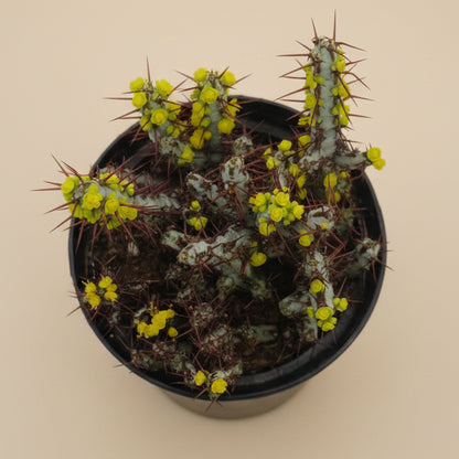 Miniature Saguaro | 3.5 inch | Euphorbia aeruginosa