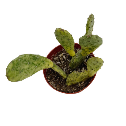 Sunburst Prickly Pear | 4 inch | Opuntia cochenillifera ‘Sunburst’