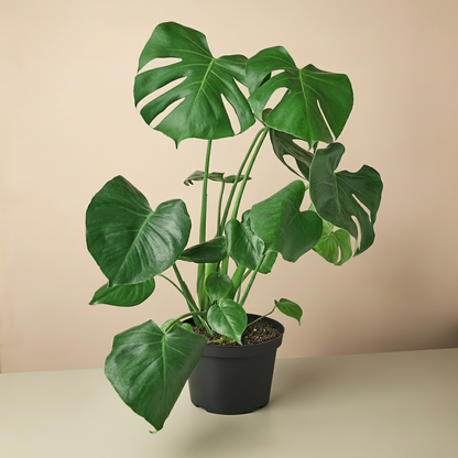 Monstera Deliciousa Split-Leaf