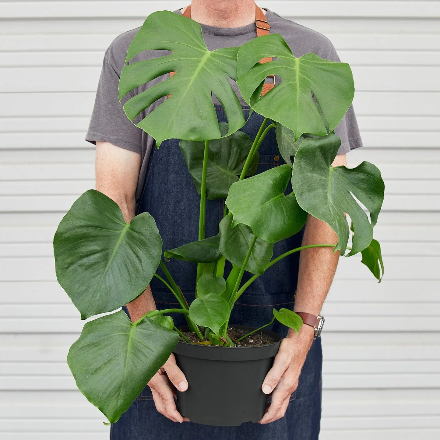Monstera Deliciousa Split-Leaf