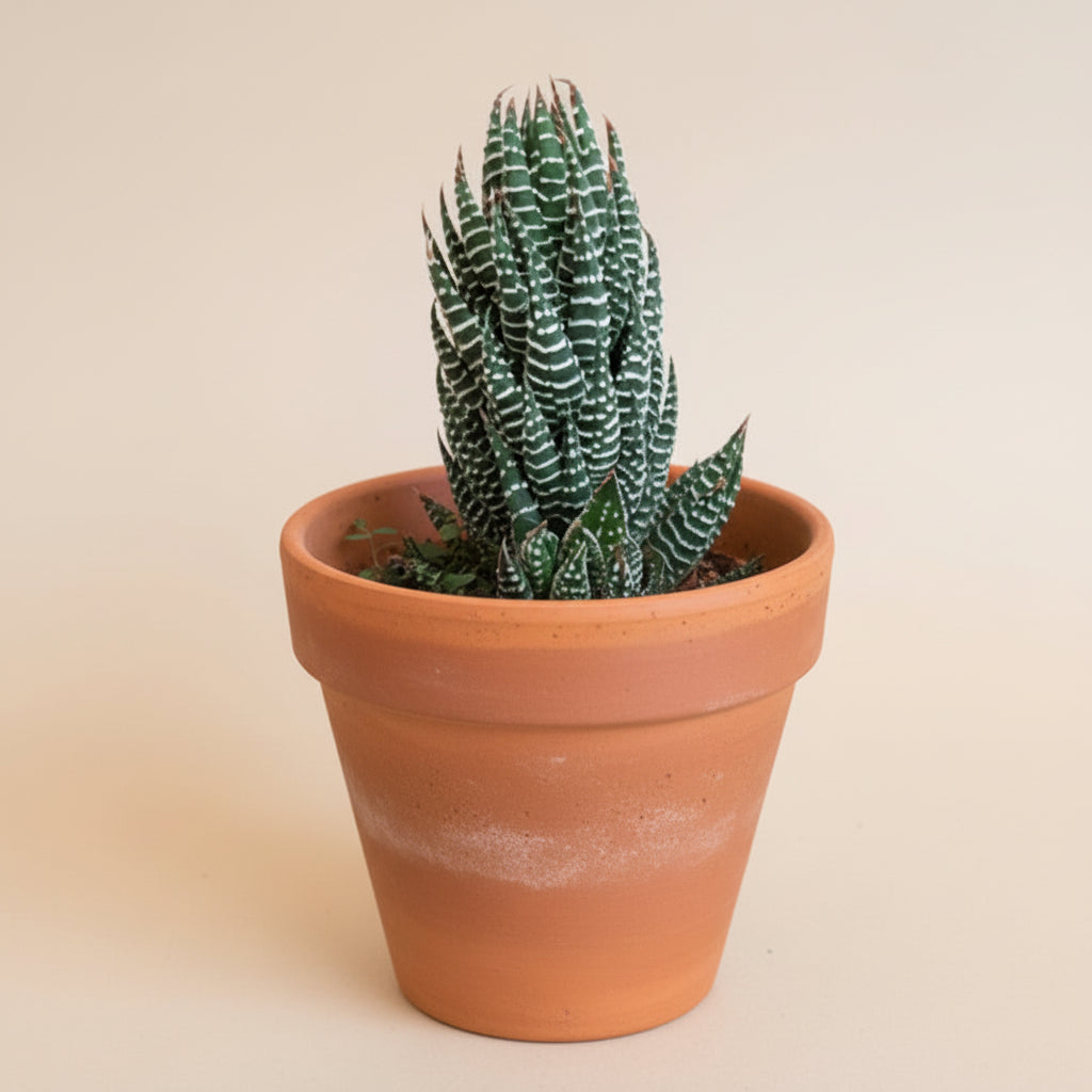 Haworthia Super Fasciata - Zebra Haworthia