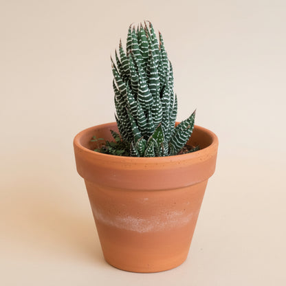 Haworthia Super Fasciata - Zebra Haworthia