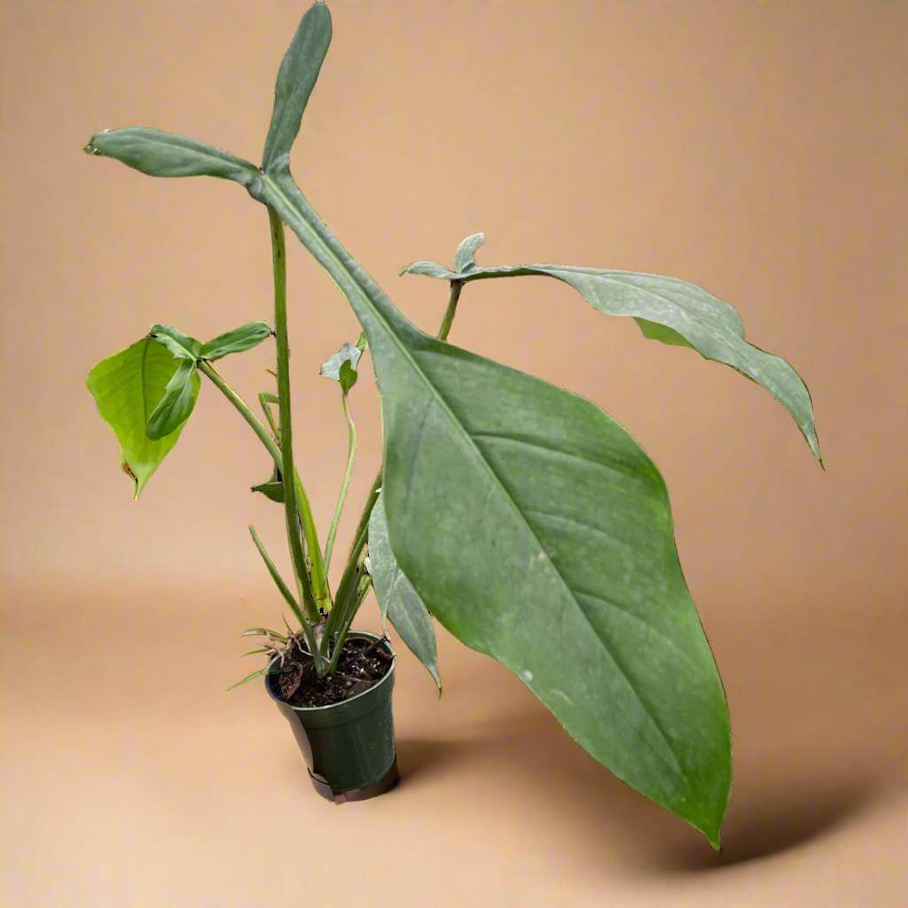 Philodendron 'Joepii'