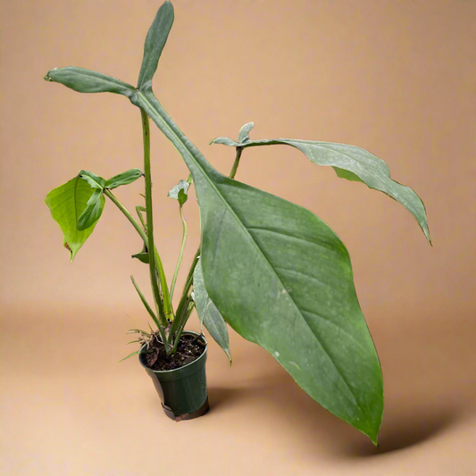 Philodendron 'Joepii'