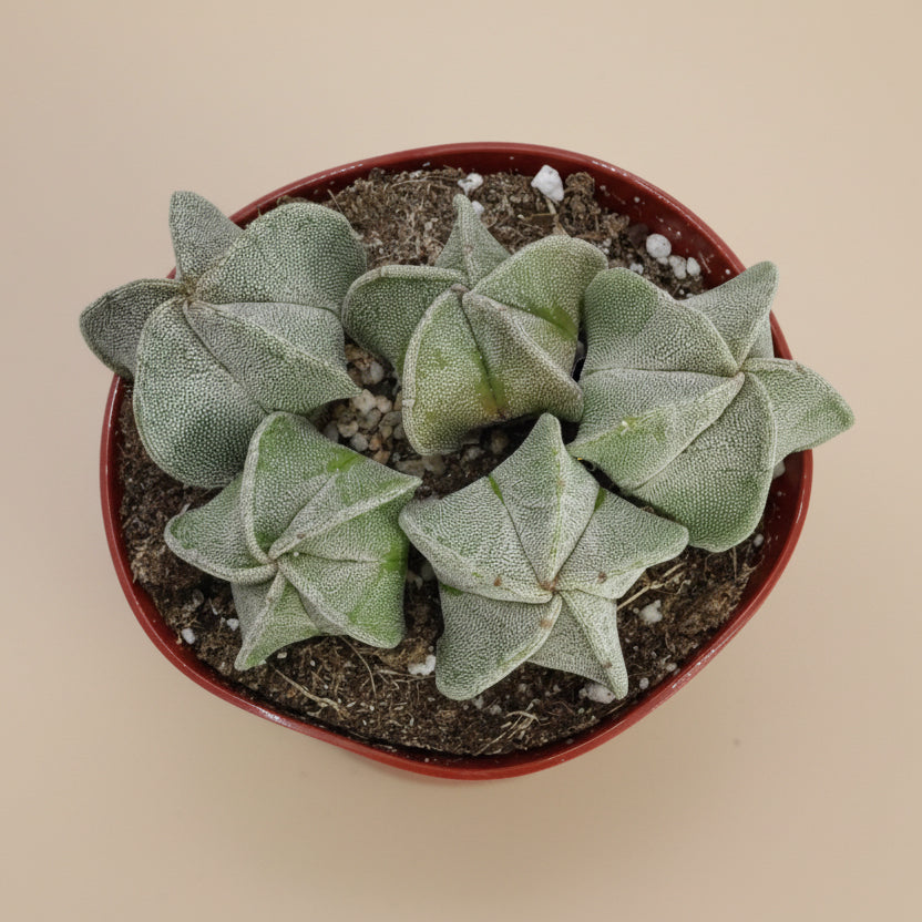 Bishop's Cap Clusters- Astrophytum Myriostigma 4”