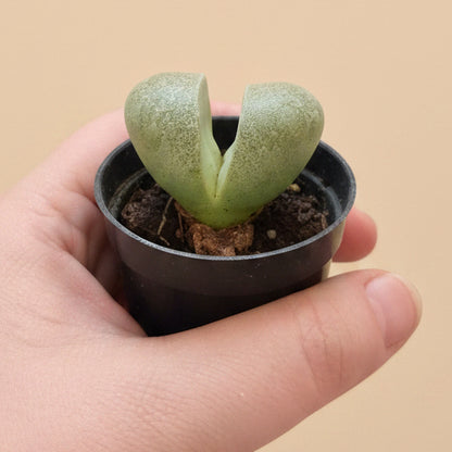 Pleiospilos nelii, Split Rock, 2” Pot