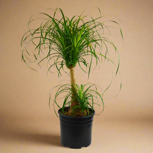 Palm Ponytail