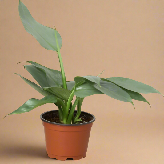 Philodendron 'Silver Sword'